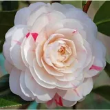 Camellia Laundry